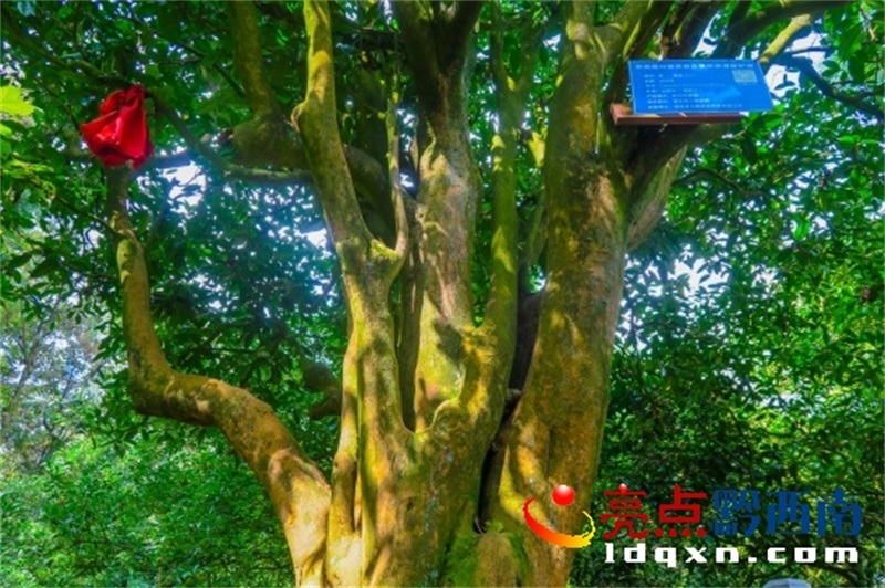 Preview Image 1