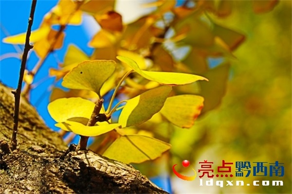 Preview Image 1
