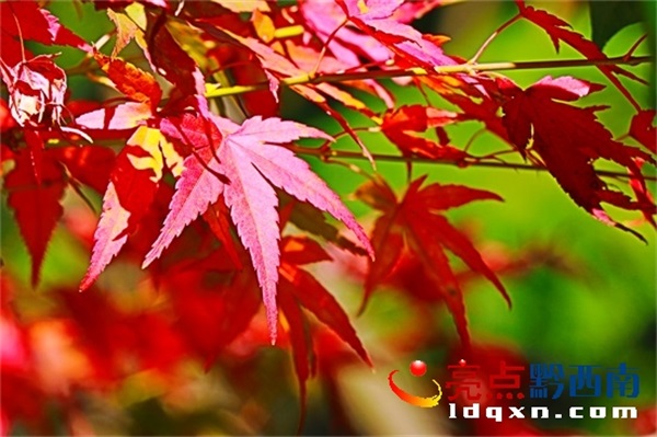 Preview Image 1