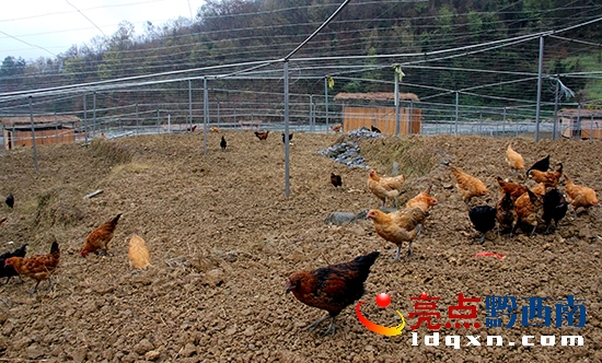 冊亨供電攜手巧洞苗寨發(fā)展林下養(yǎng)殖再創(chuàng)致富路 (1).JPG