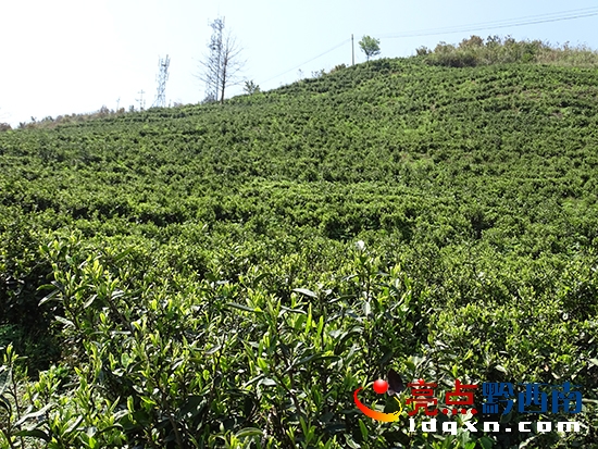 茶樹(shù)吐新芽.JPG