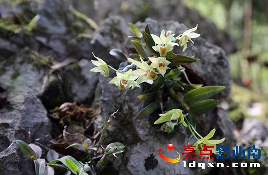 00冷洞村村支書朱昌國(guó)介紹村里種植的鐵皮石斛(盧關(guān)文 攝) (2).JPG