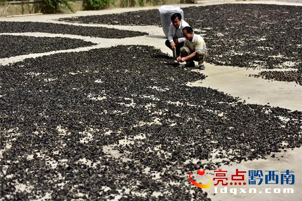 圖為:住村幫扶單位興仁縣文聯主席楊卿(后)向楊國勇調研黑木耳銷售情況.jpg