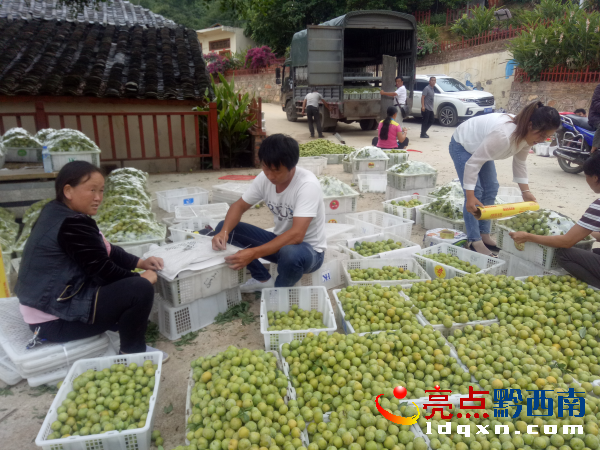 圖為收購商打包運(yùn)送 陶汝彬攝.png